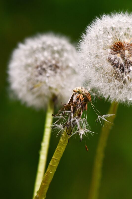 Tanja Krauss, Pusteblume, 2026, Fotodruck auf Leinwand, 80 x 60 cm