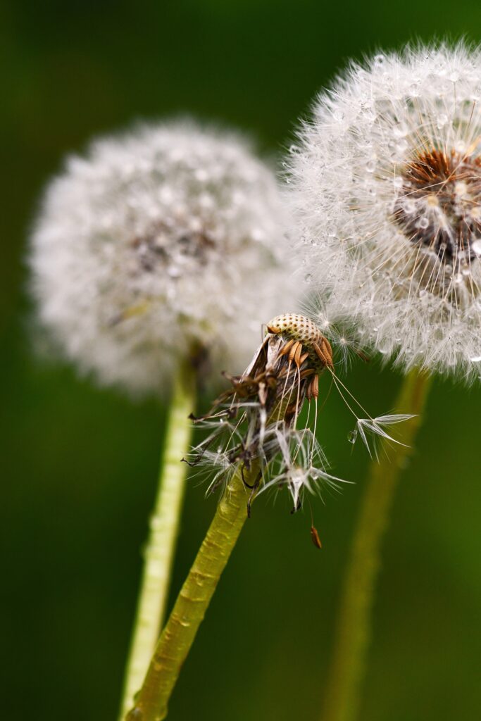 Tanja Krauss, Pusteblume, 2026, Fotodruck auf Leinwand, 80 x 60 cm