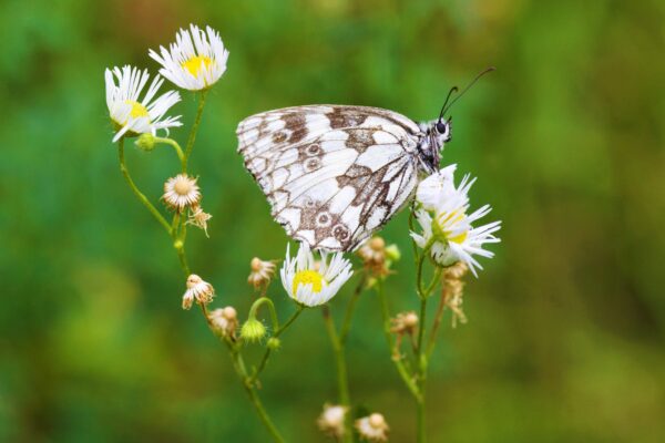 TIV26_Tanja Krauss, Schmetterling, 2026
