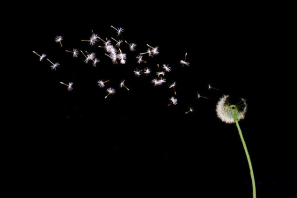Klaus Berger, Pusteblume