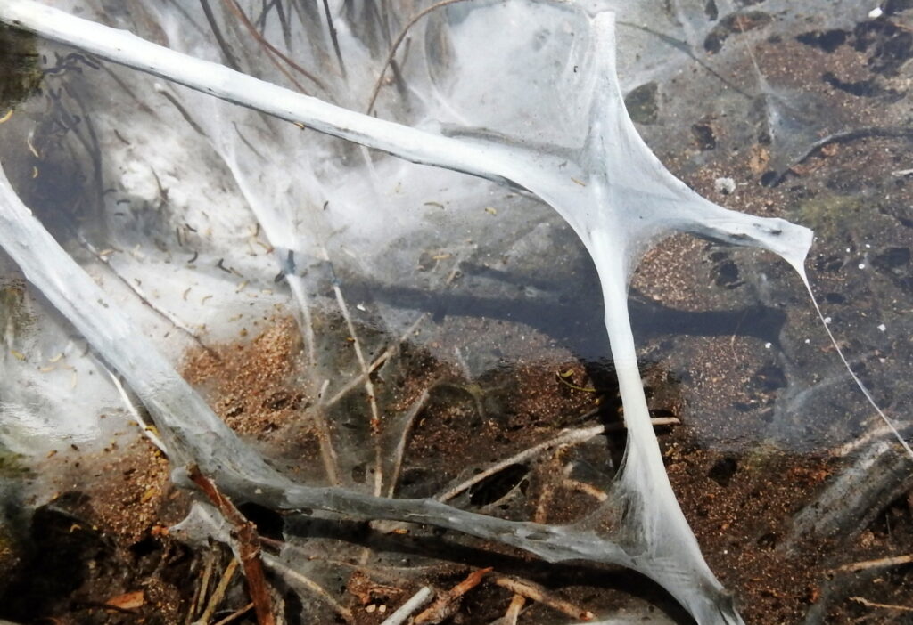 Hartwig Schindler-Hopfgartner, Hyponomeutidae