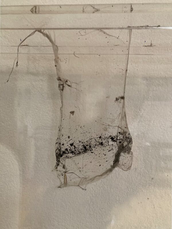 Inge Vavra, Abgehangen 2 (Detail), 2026, Lurch, Plexiglaskasten, 55 x 40 x 5 cm