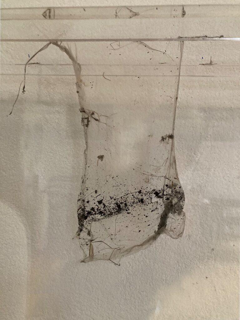 Inge Vavra, Abgehangen 2 (Detail), 2026, Lurch, Plexiglaskasten, 55 x 40 x 5 cm