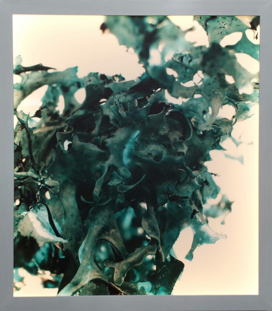 Romana Egartner, Proliferation Object, 2019, Direktdruck auf Opalglas, LED, Holz, Ed. 1/3, 90 x 80 x 4,5 cm